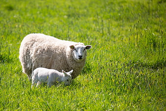 Mother sheep and lamb grazing in green pasture