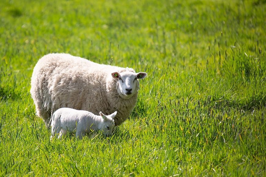 Mother sheep and lamb grazing in green pasture