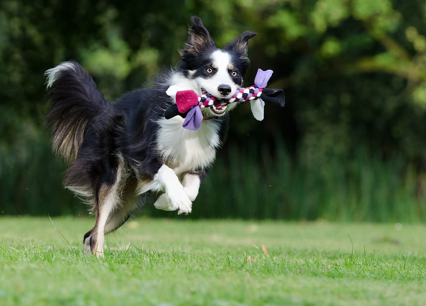 Border Collie Running With Colorful Toy In Meadow