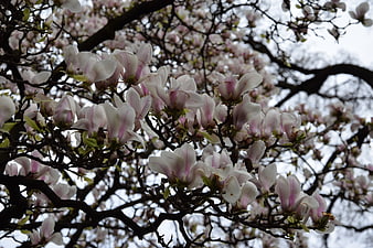 White and Pink Magnolia Blossoms on Dark Branches