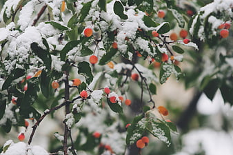 Snow-covered branches with orange berries and green leaves