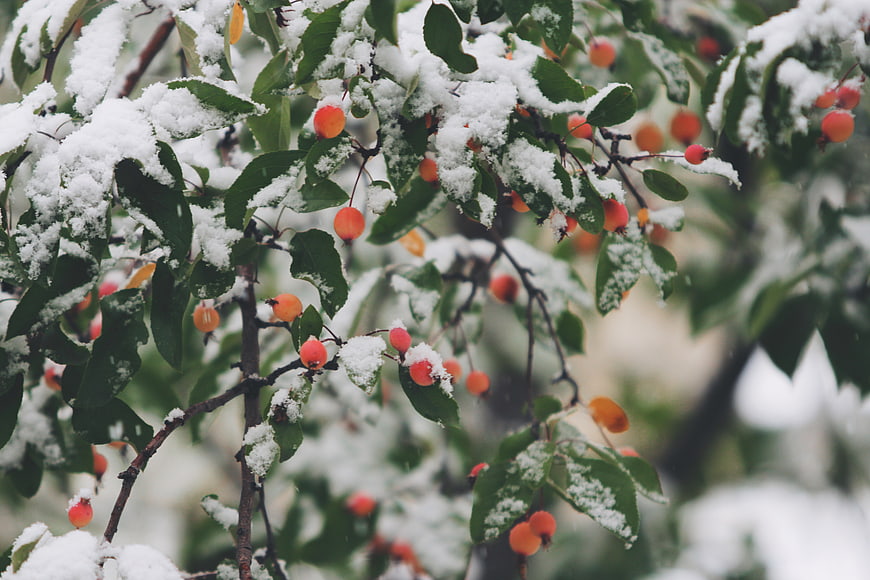 Snow-covered branches with orange berries and green leaves