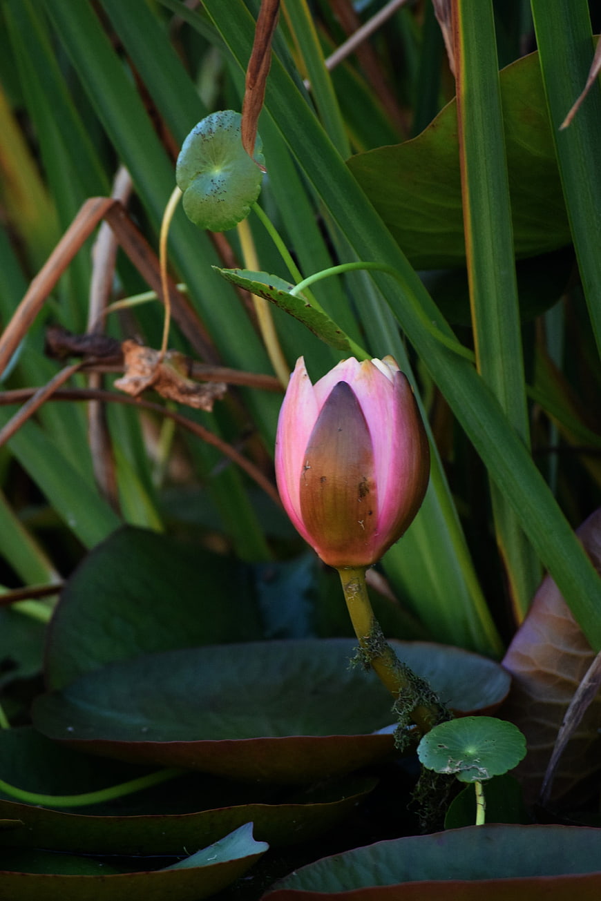 Pink Lotus Bud in Green Pond