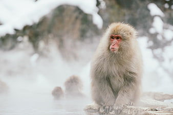 Snow Monkey Relaxing in Hot Spring with Steam