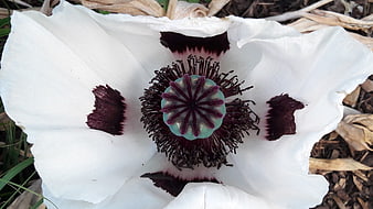 Close-up of White Poppy with Dark Purple Markings