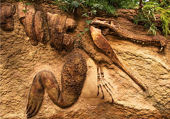 Fossilized prehistoric crocodile skeleton embedded in eroded sandstone cliff face