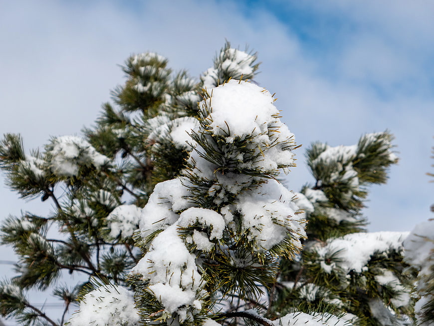 Snow-covered pine branches against a blue sky