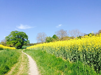 Rural dirt path winding through a vibrant yellow rapeseed field