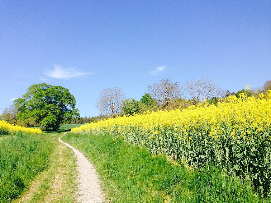 Rural dirt path winding through a vibrant yellow rapeseed field