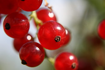 Close-up of fresh red currants on a branch