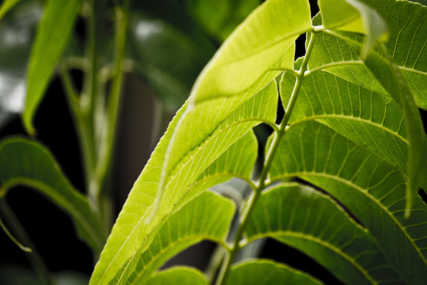Close-up of vibrant green leaf with detailed veins