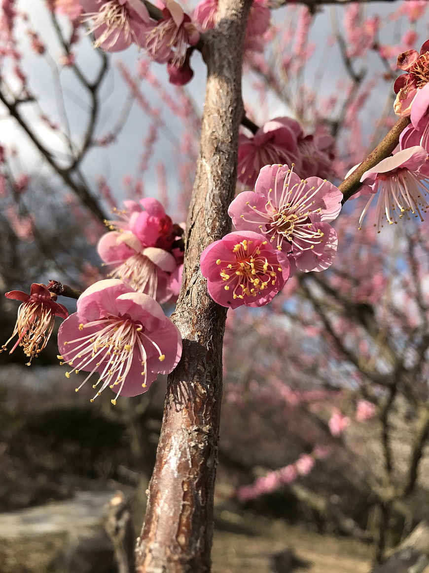 Close-up of Pink Plum Blossoms on a Branch in Spring