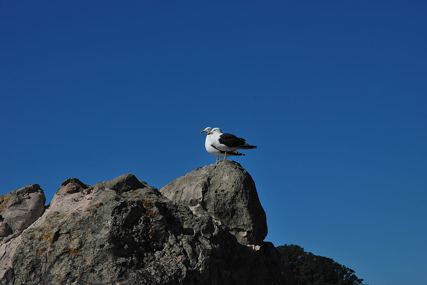 Seagull perched on rocky cliff against blue sky