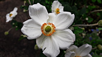 Close-up of white Japanese anemone flower with orange stamens
