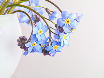 Blue Forget-Me-Not Flowers in White Vase with Copy Space