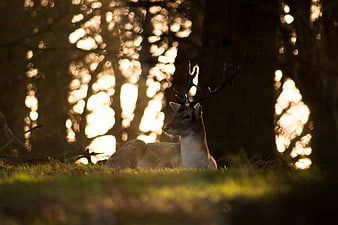 Majestic Stag Resting in Sunlit Forest with Bokeh Background
