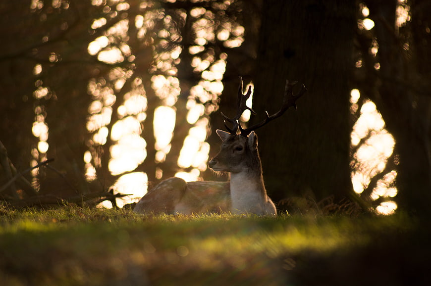 Majestic Stag Resting in Sunlit Forest with Bokeh Background