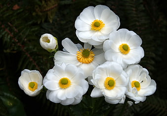 White Japanese Anemone Flowers with Yellow Centers