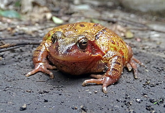 Close-up of a Red-legged Poison Dart Frog on Forest Floor