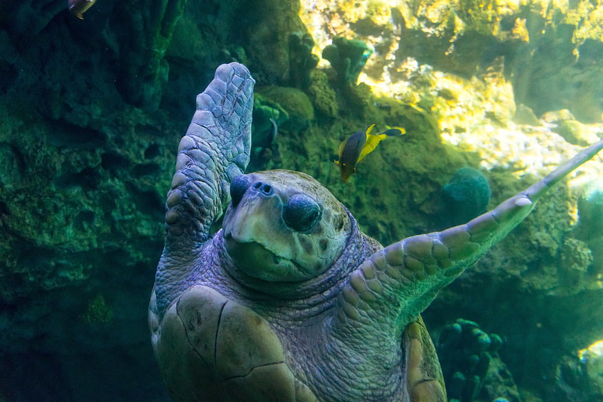 Sea Turtle Swimming Underwater with Tropical Fish