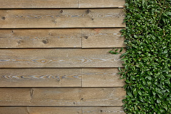 Weathered wooden wall texture with green ivy plant on the right side