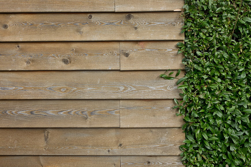 Weathered wooden wall texture with green ivy plant on the right side