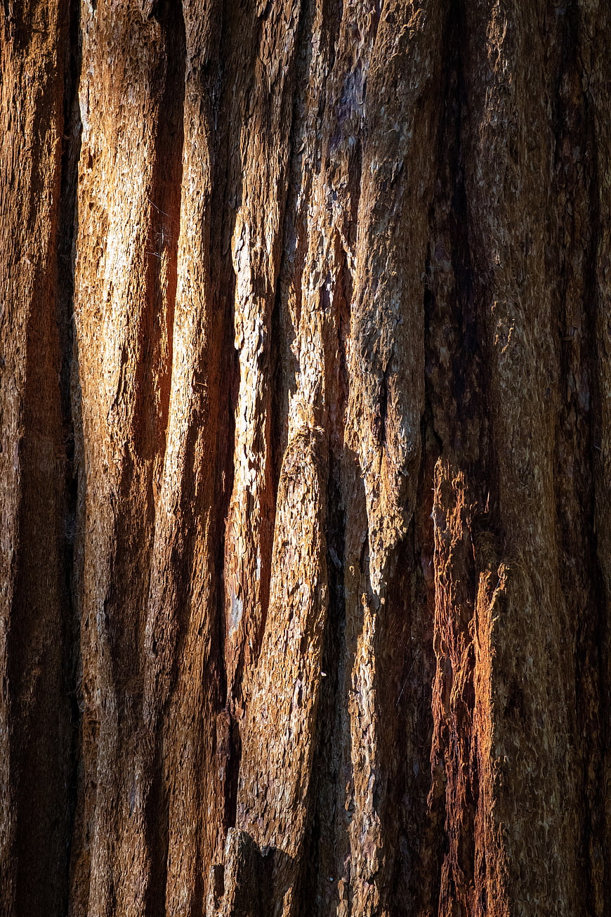 Close-up of textured redwood tree bark with sunlight