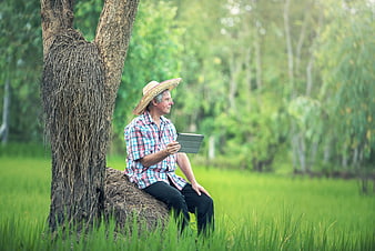 Senior farmer using tablet in green rice field