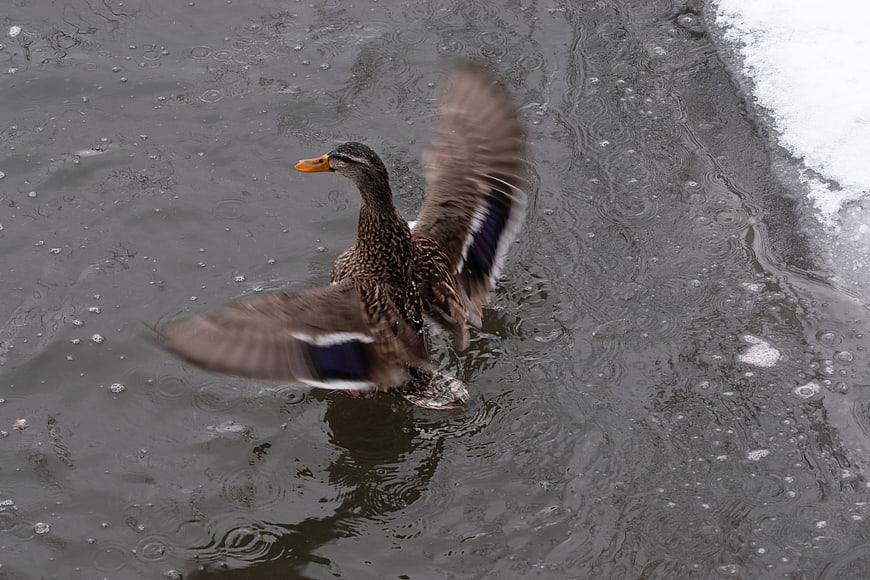 Mallard duck flapping wings in icy winter water