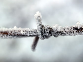 Close-up of frost-covered barbed wire in winter