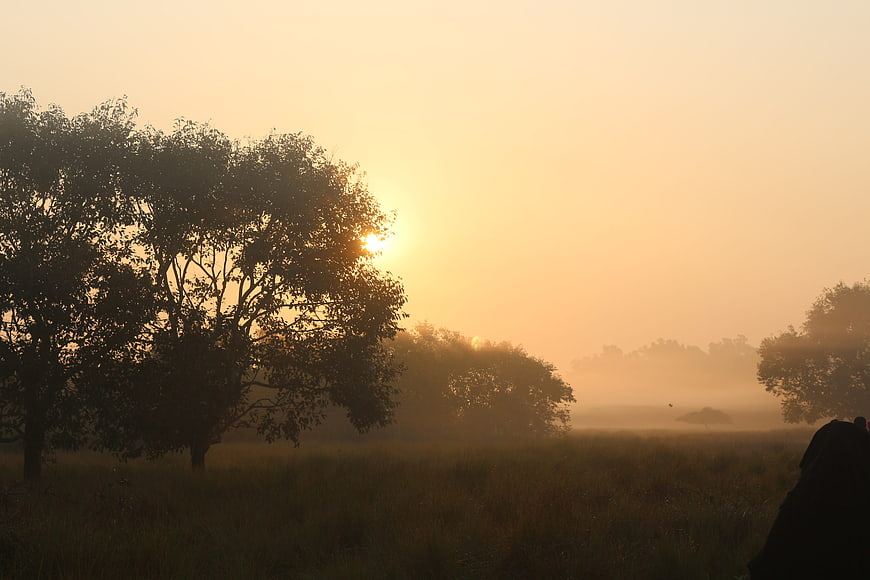 Misty sunrise landscape with silhouetted trees in a field