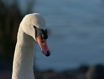 Close-up of a white swan head with orange beak