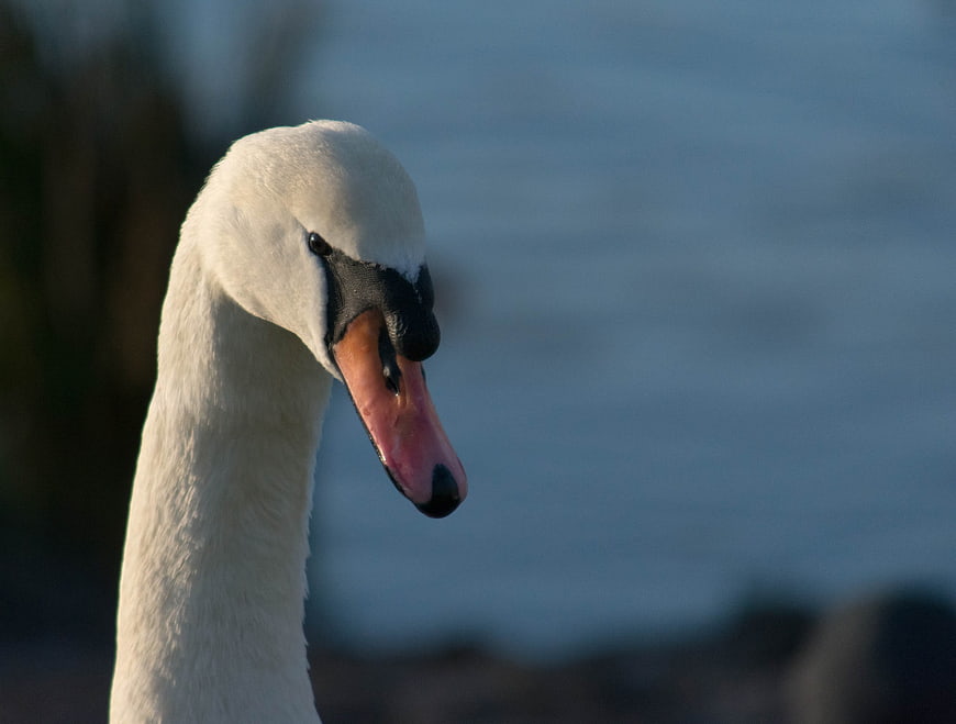 Close-up of a white swan head with orange beak