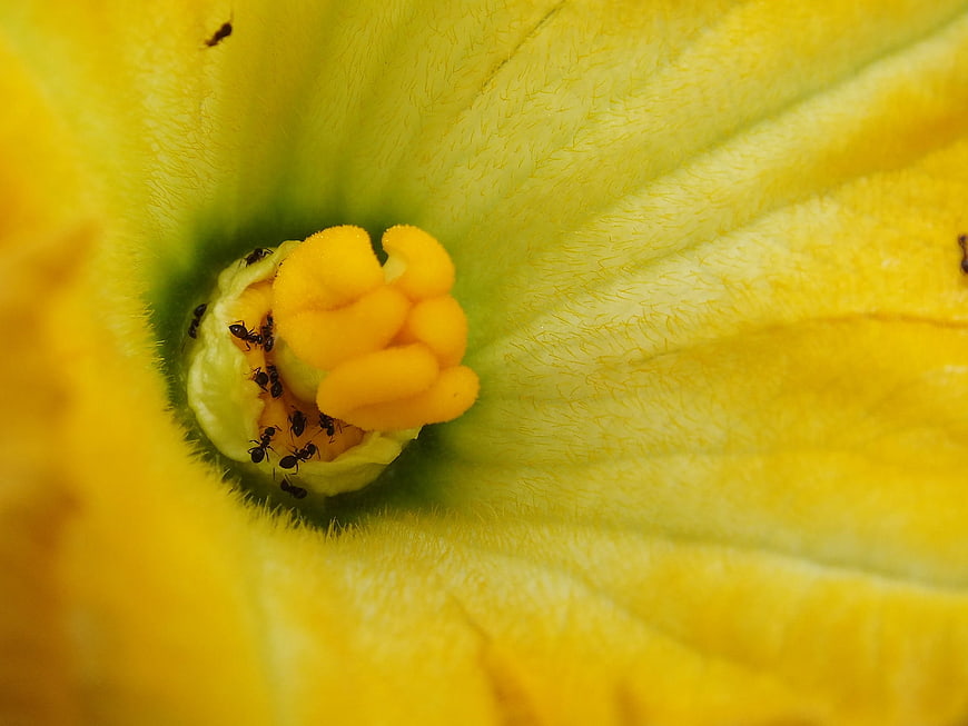 Macro Close-Up of Ants on Yellow Pumpkin Flower Stamen