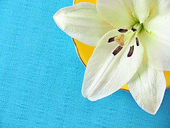 White Lily Flower on Blue Background with Yellow Plate