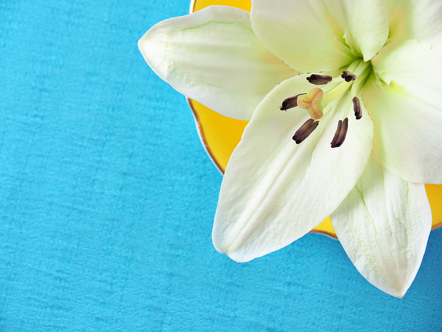 White Lily Flower on Blue Background with Yellow Plate