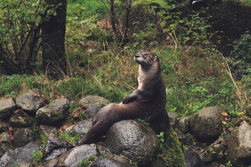 River otter sitting on wet rocks in a lush forest