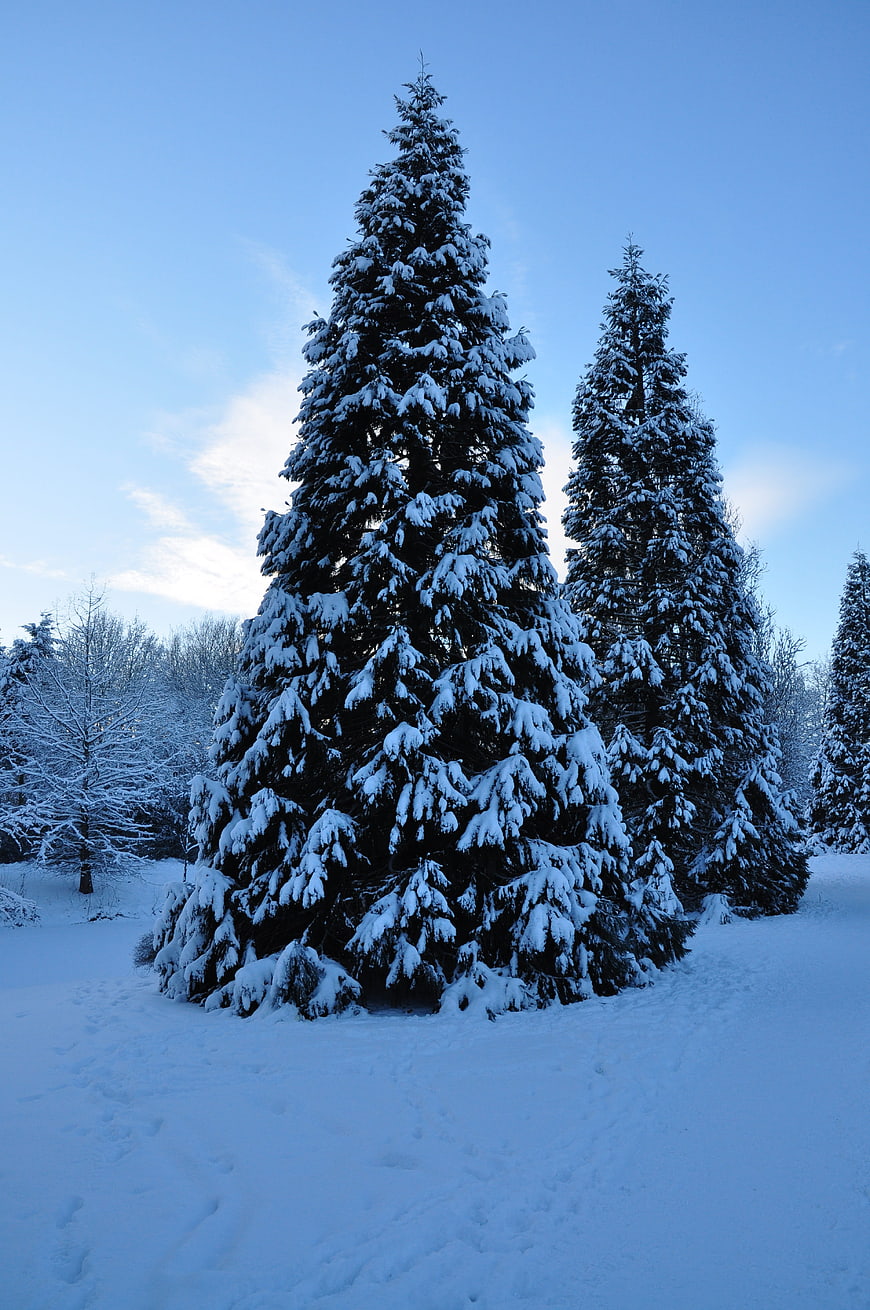 Snow-covered spruce trees in a winter forest landscape