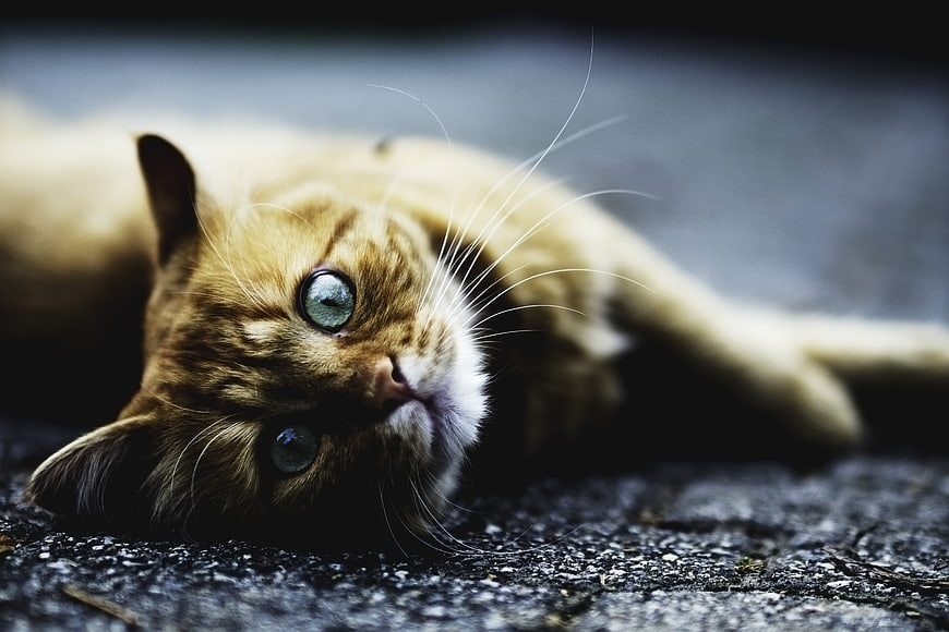 Cute Orange Tabby Cat Lying Sideways on Asphalt