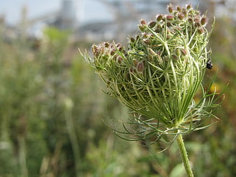 Close-up of Queen Anne's Lace Seed Head in Natural Light