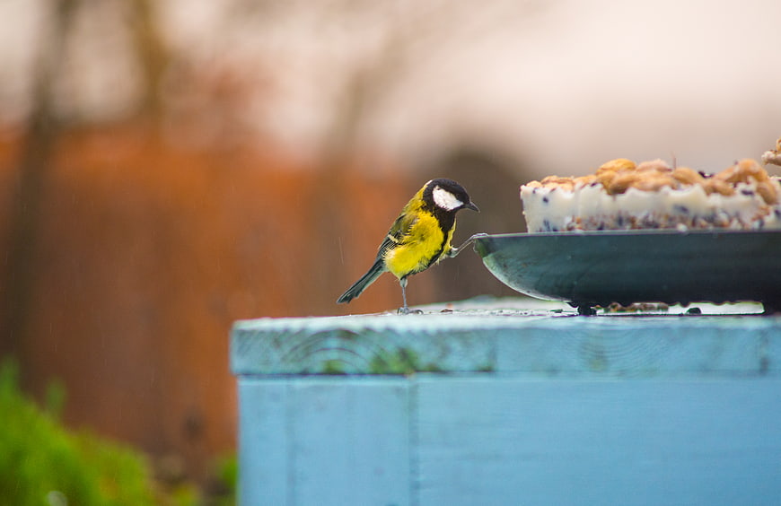 Great Tit bird perched on blue bird feeder with suet cake