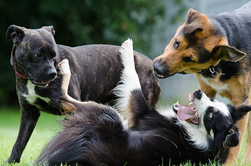 Three dogs playing together on green grass
