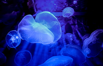 Glowing blue jellyfish swimming in dark aquarium water
