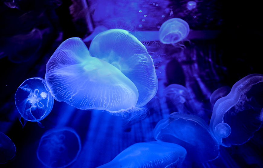 Glowing blue jellyfish swimming in dark aquarium water
