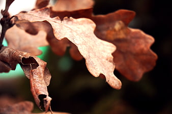 Close-up of dried brown oak leaves in autumn