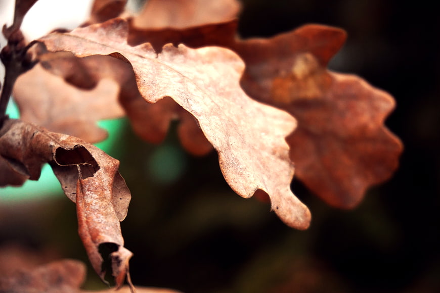 Close-up of dried brown oak leaves in autumn