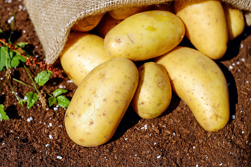 Fresh yellow potatoes spilling from burlap sack onto soil