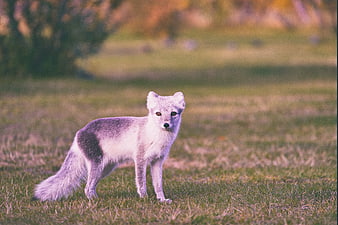 Arctic Fox Standing in Grassy Field with Blurred Background