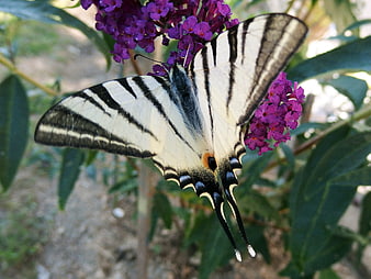 Black Swallowtail Butterfly on Purple Butterfly Bush