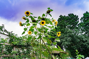 Tall Sunflowers in Garden Against Blue Sky